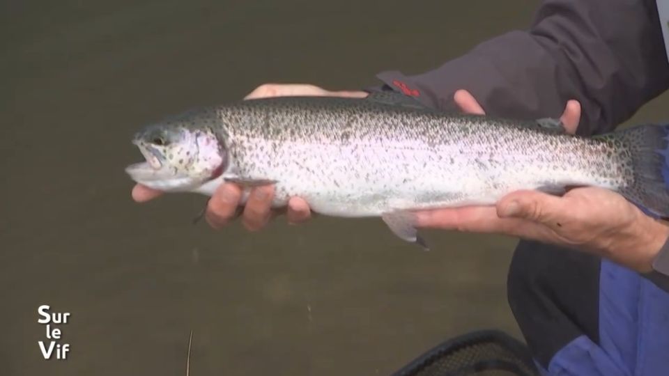 Sur le vif du 6 novembre