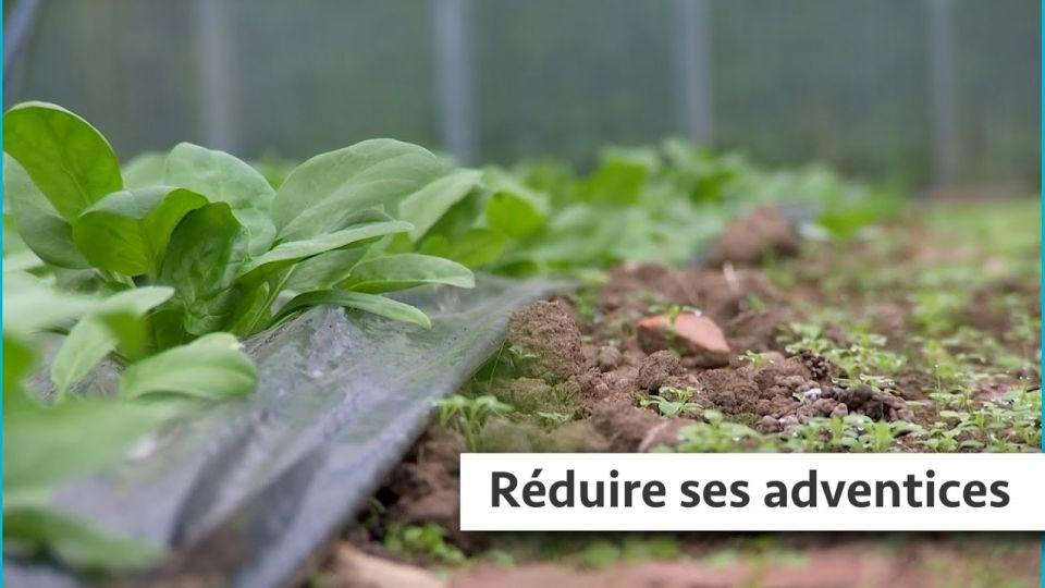Atelier du jardin : Réduire ses adventices
