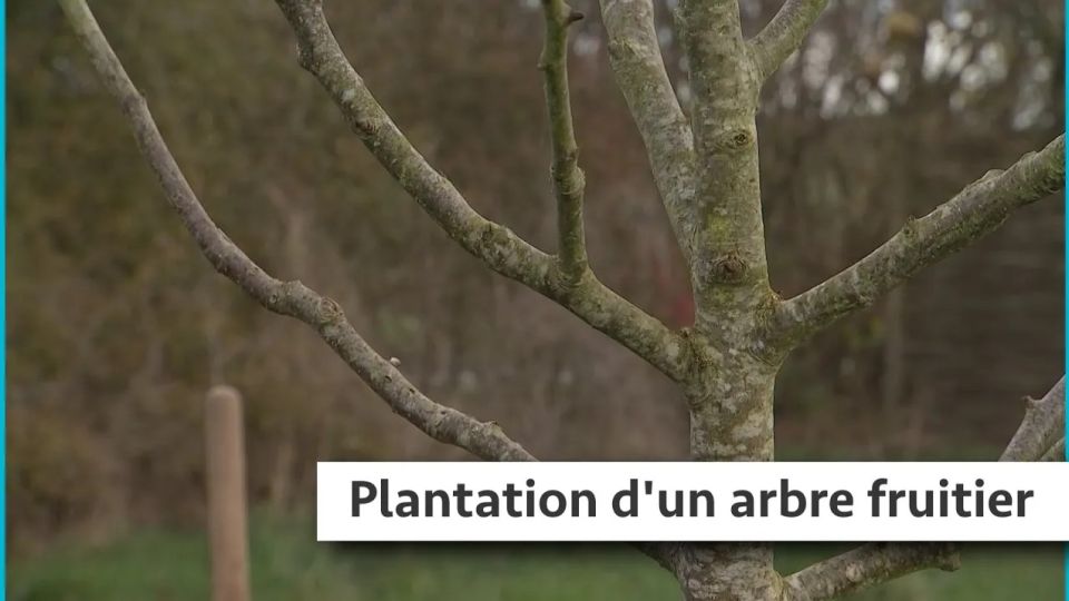 Atelier du jardin : Plantation d'un arbre fruitier