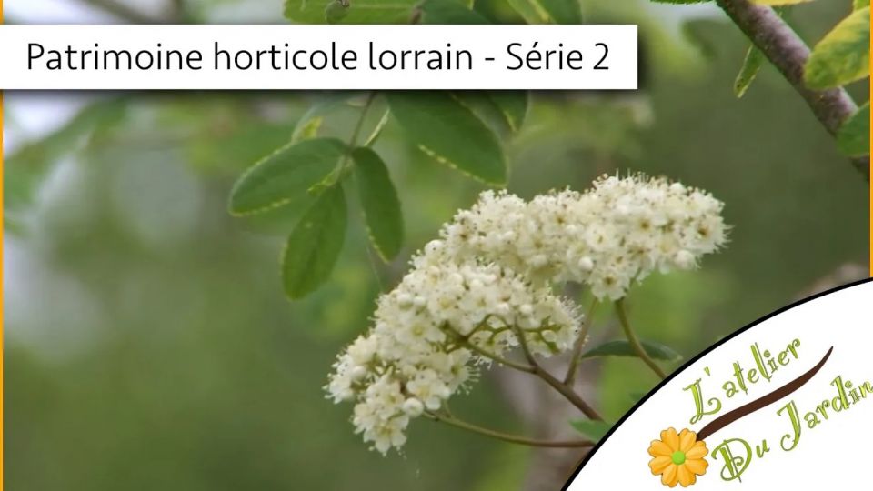 Atelier du jardin : Les plantes du patrimoine horticole lorrain - Série 2