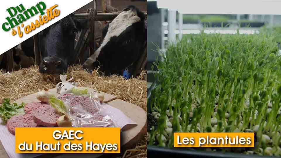 Du champ à l'assiette : au GAEC du Haut des Hayes et Les plantules