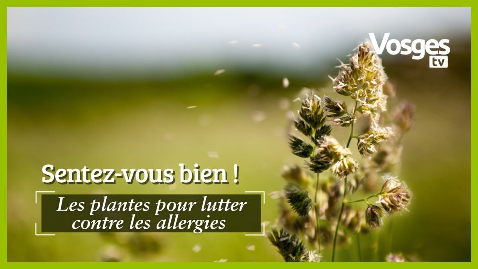 Sentez-vous bien : Les plantes pour lutter contre les allergies