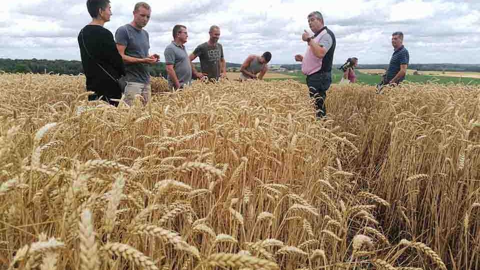 Moissons d’orge et de blé : «Une petite année mais pas catastrophique»</BR>