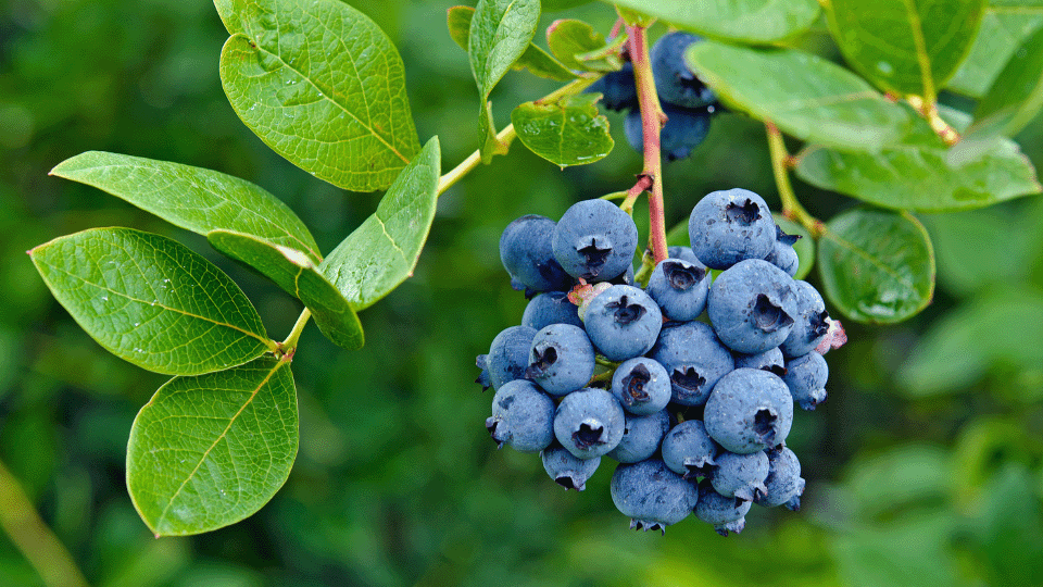 Foire aux myrtilles le 30 juillet à Fraize</BR>