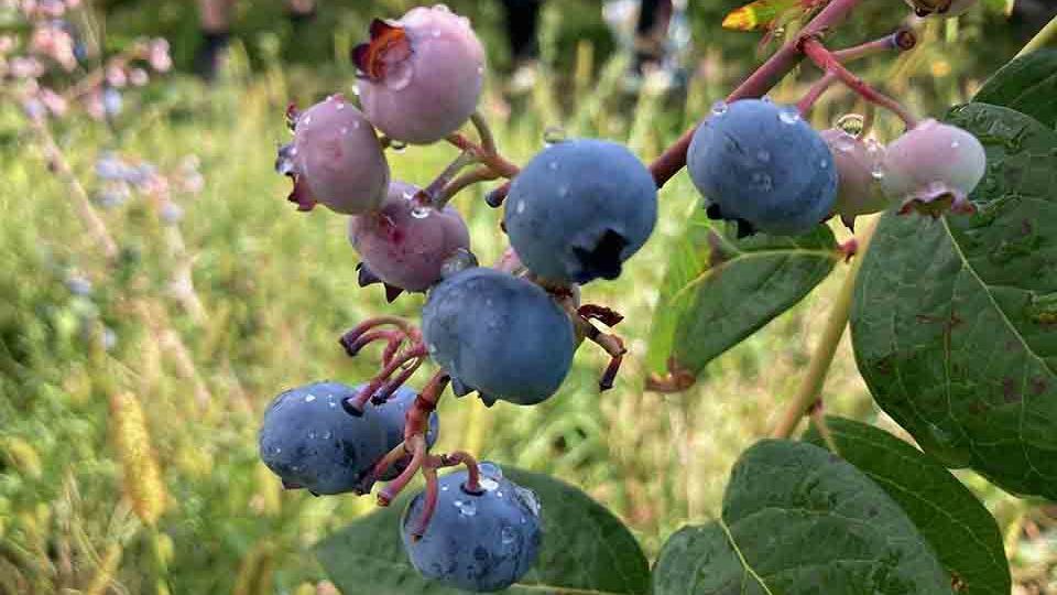 Hennezel : c'est la pleine saison des myrtilles ! </BR>