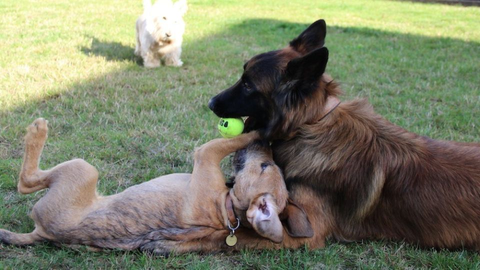 Fête au refuge de Brouvelieures les 26 et 27 août