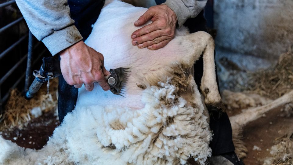 Un concours de tonte de moutons à Rambervillers