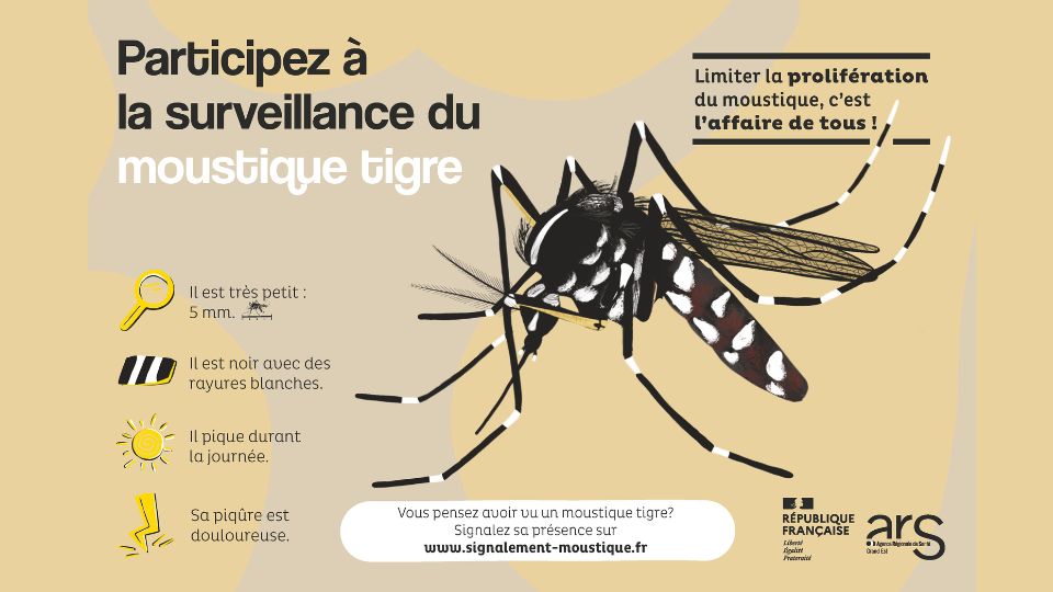 Le moustique tigre détecté à Gérardmer