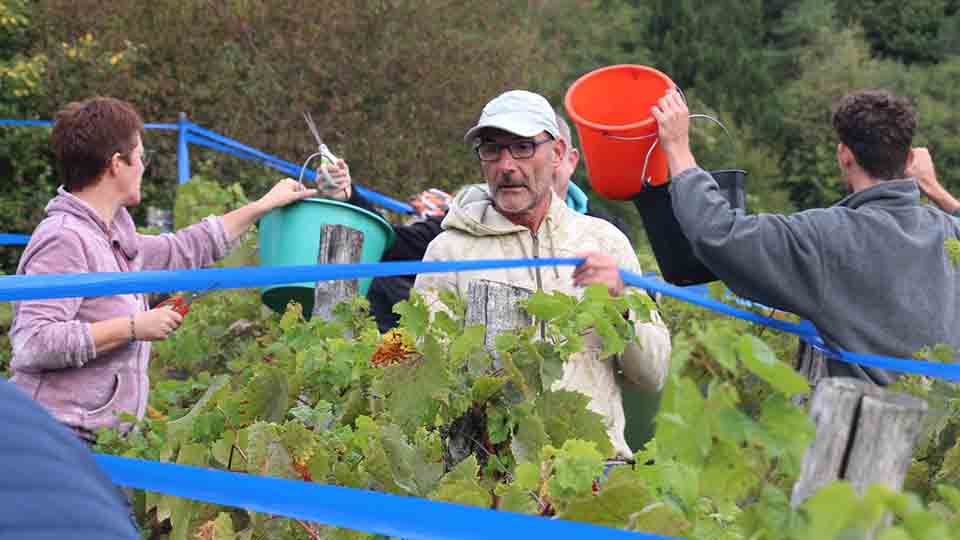 Vin bleu et Gris fruité de La Neuveville-sous-Monfort : 15 tonnes vendangées