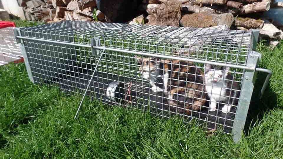 Monthûreux-sur-Saône : campagne de stérilisation de chats errants