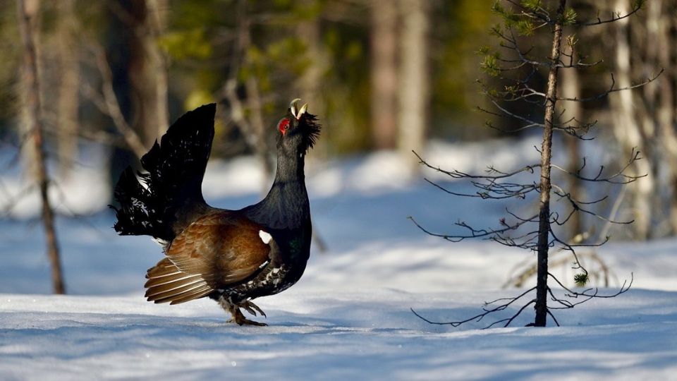 Le comité pour le Grand Tétras valide la mise en oeuvre opérationnelle du renforcement de l'espèce sur le massif vosgien