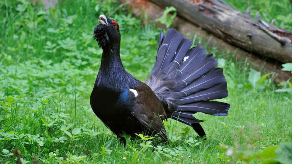 Le groupe Grand Tétras Vosges fait le point sur la présence de l'espèce avant d'éventuelles réintroductions