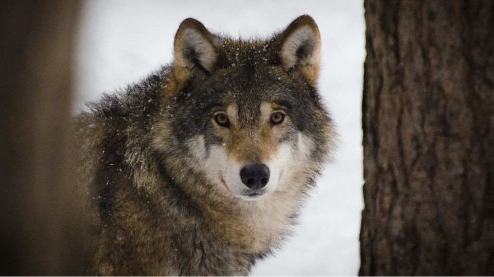 Délimitation des zones de protection des troupeaux contre le loup