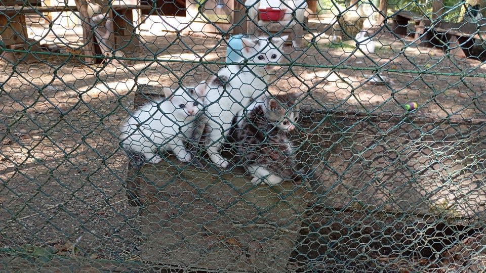 Vit tel ta nature : des animaux à nouveau enlevés, l'enquête en cours