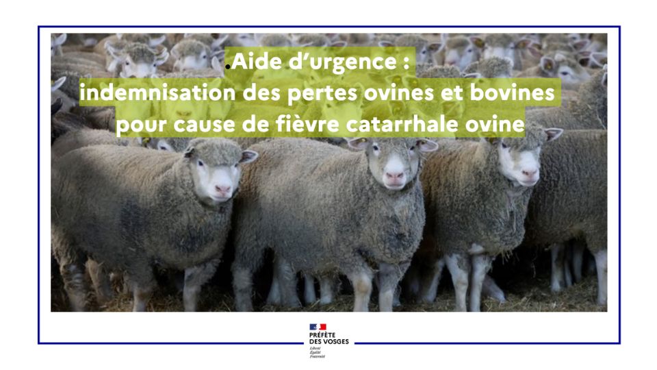 Fièvre catarrhale ovine : une aide d’urgence de 25 millions d’euros pour les éleveurs