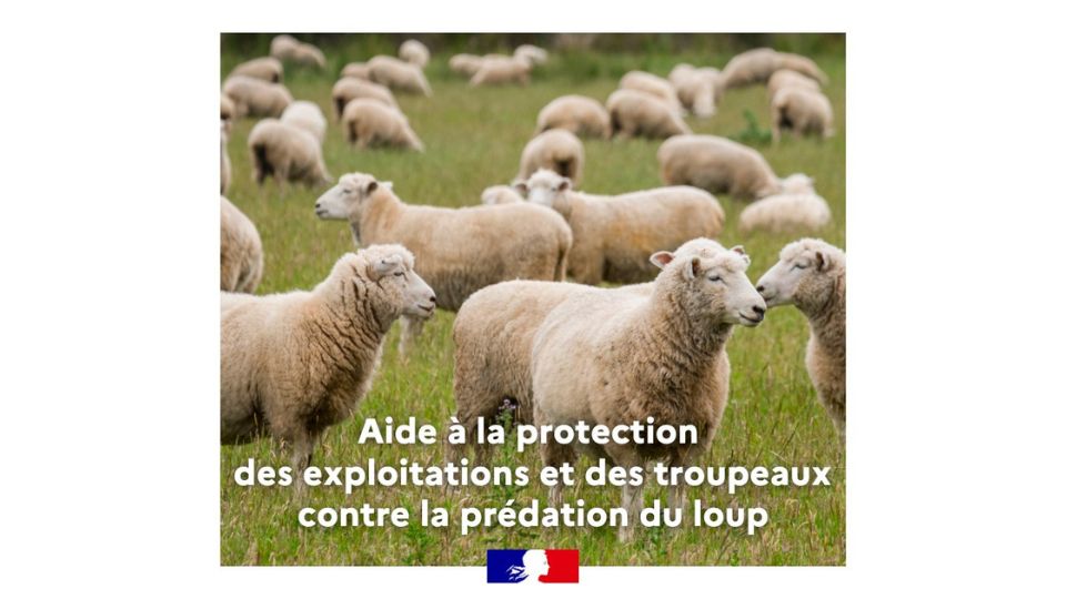 Aide à la protection des troupeaux contre la prédation du loup