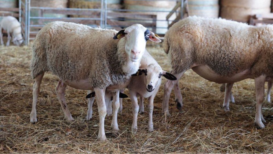 Indemnisations étendues pour les pertes ovines, caprines et bovines pour cause de fièvre catarrhale ovine (FCO)