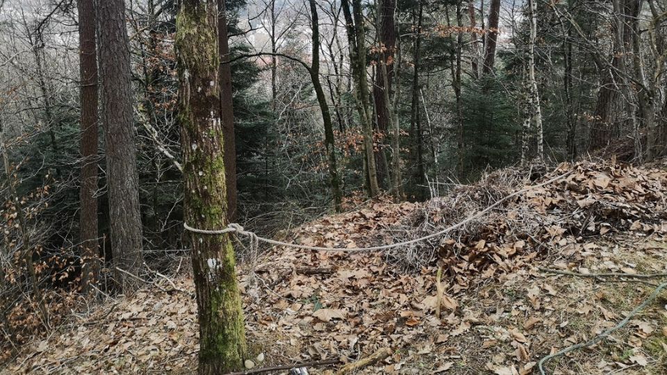 Corps retrouvé dans la forêt à Épinal : une enquête pour meurtre aggravé ouverte