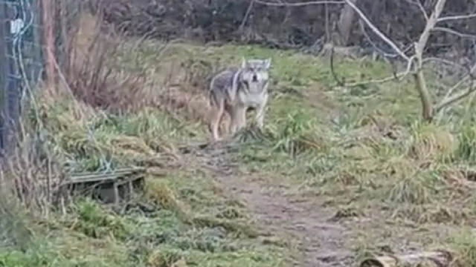 Fermeture du Refuge de Grimlock : une situation alarmante pour l'un des animaux errants à La Vôge-les-Bains