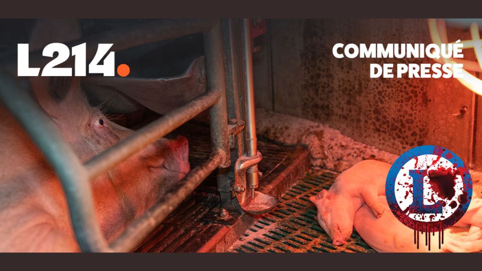 L214 dénonce les pratiques de 8 élevages fournissant E.Leclerc : mobilisation à Saint-Dié-des-Vosges