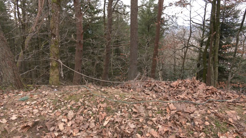  Corps calciné retrouvé en forêt d’Epinal : trois personnes mises en examen et placées en détention provisoire