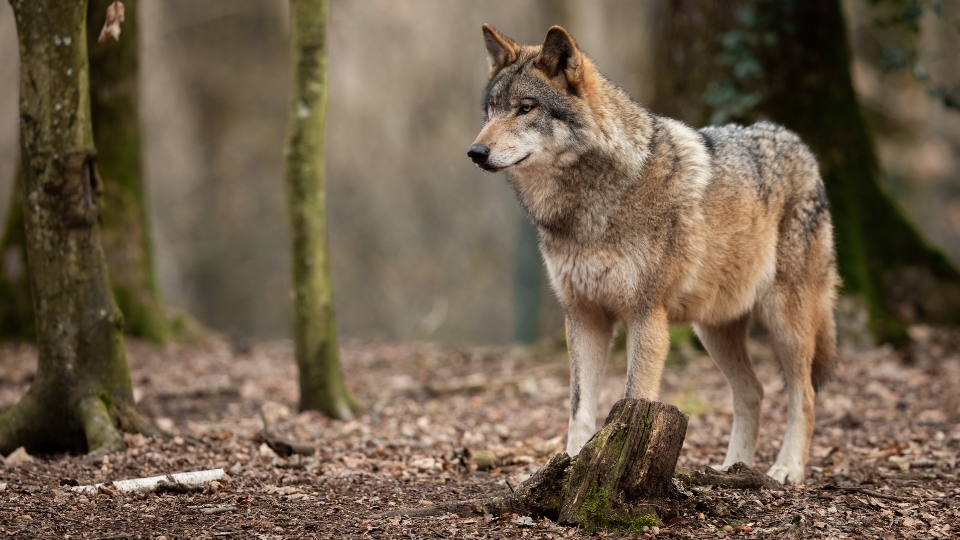 Loup : lettre ouverte contre une politique de destruction