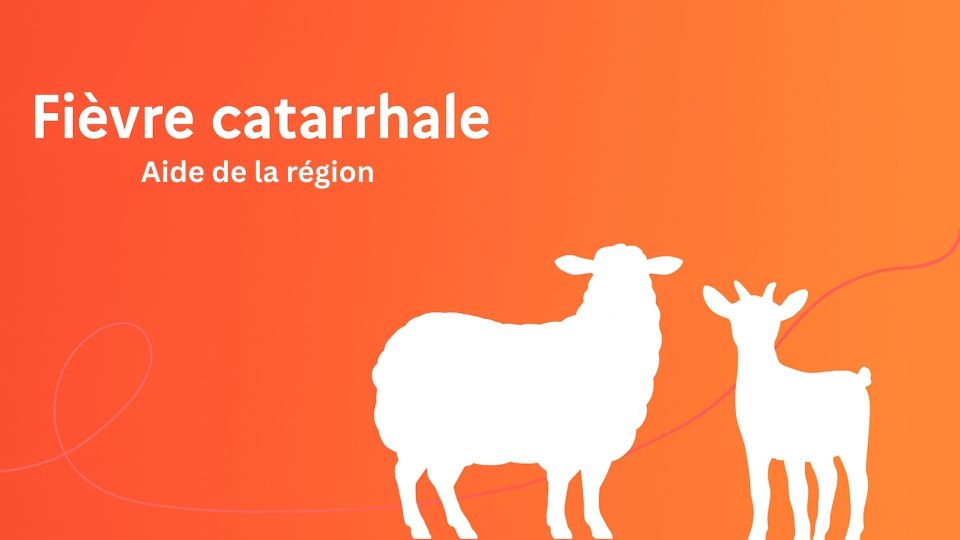 Fièvre Catarrhale Ovine dans le Grand Est : Une aide pour les éleveurs mise en place. 