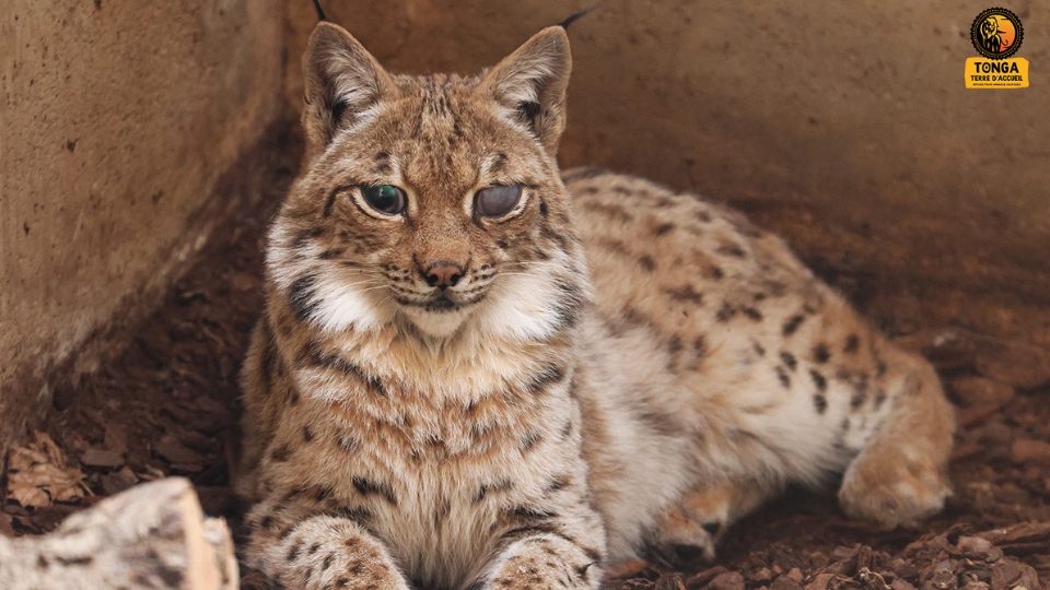 Agora, jeune lynx aveugle, sauvée dans les Vosges
