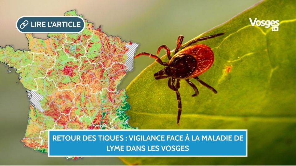 Retour des tiques : vigilance face à la maladie de Lyme dans les Vosges
