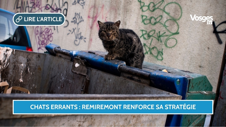 Chats errants à Remiremont : la Ville renforce son action pour une cohabitation apaisée