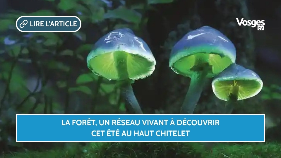 La forêt, un réseau vivant à découvrir cet été au Haut Chitelet