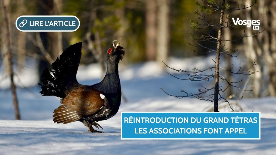 Réintroduction du Grand Tétras : plusieurs associations font appel de la décision du Tribunal administratif de Nancy