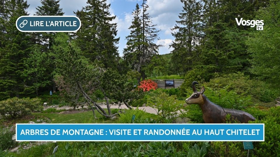 Arbres de montagne : visite et randonnée au Haut Chitelet