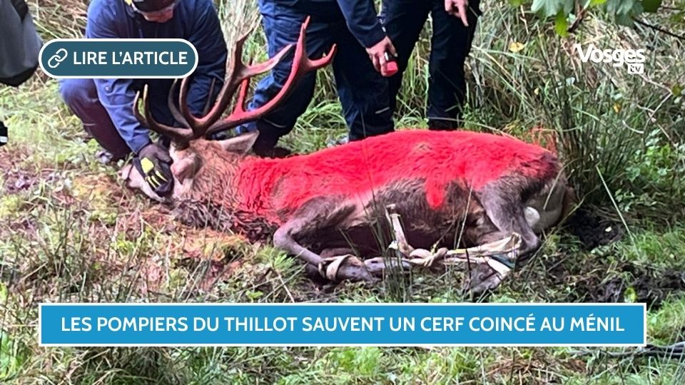 Les pompiers du Thillot sauvent un cerf coincé au Ménil