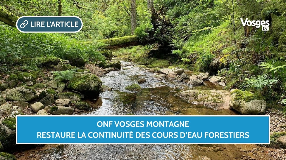 ONF Vosges Montagne restaure la continuité des cours d’eau forestiers