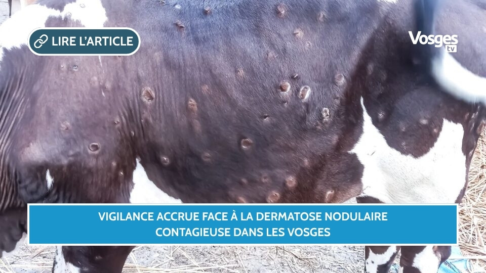 Vigilance accrue face à la dermatose nodulaire contagieuse dans les Vosges