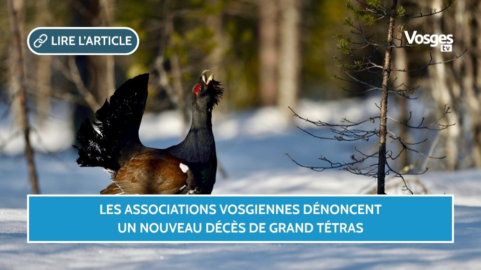 Les associations vosgiennes dénoncent un nouveau décès de Grand Tétras