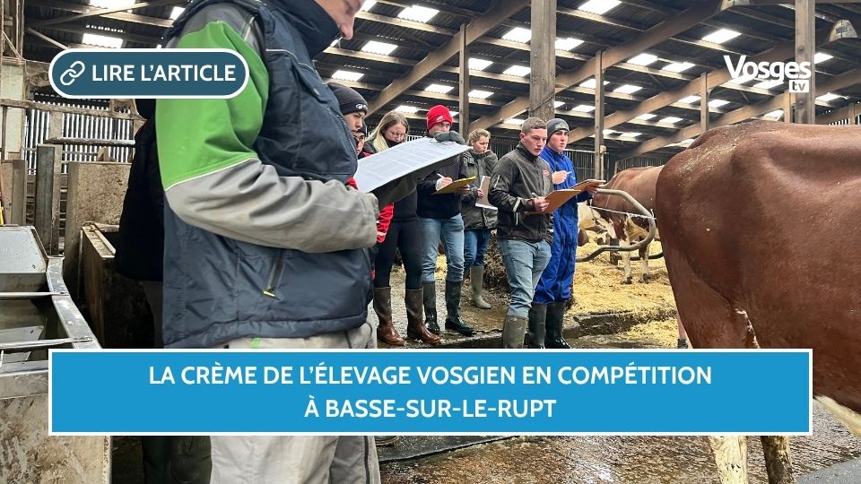 La crème de l’élevage vosgien en compétition à Basse-sur-le-Rupt