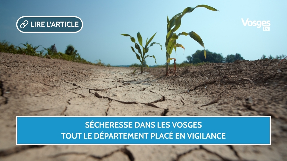 Sécheresse dans les Vosges : tout le département placé en vigilance