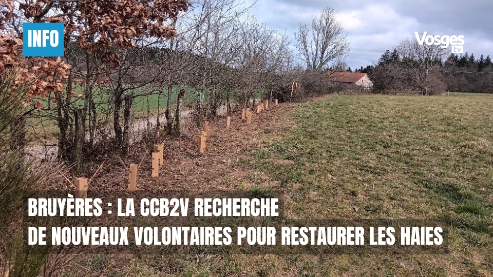 Bruyères : la CCB2V recherche de nouveaux volontaires pour restaurer les haies