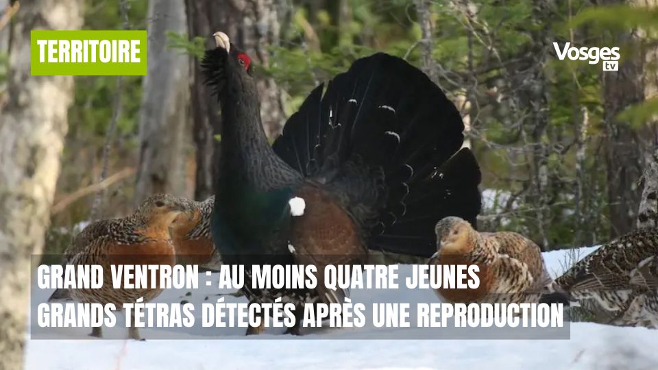 Grand Ventron : au moins quatre jeunes Grands Tétras détectés après une reproduction