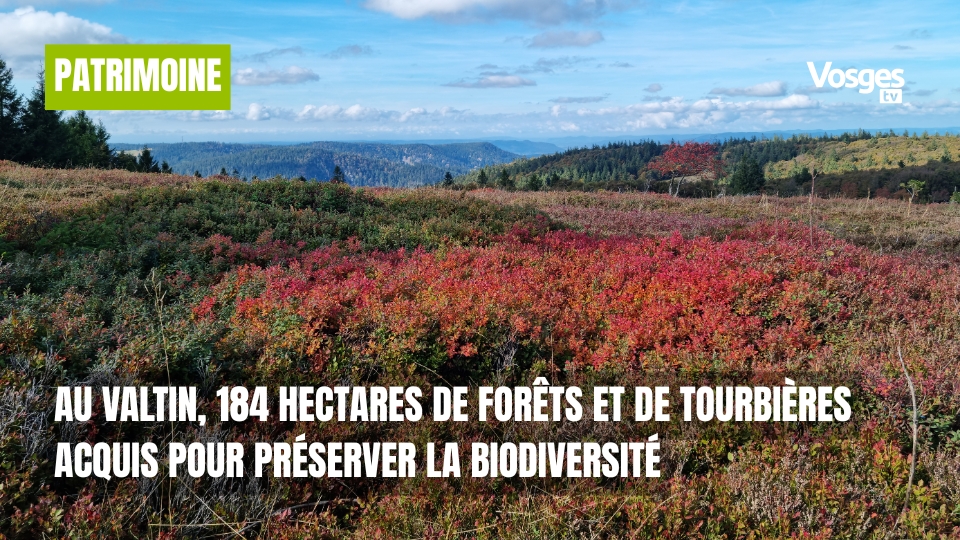 Au Valtin, 184 hectares de forêts et de tourbières acquis pour préserver la biodiversité
